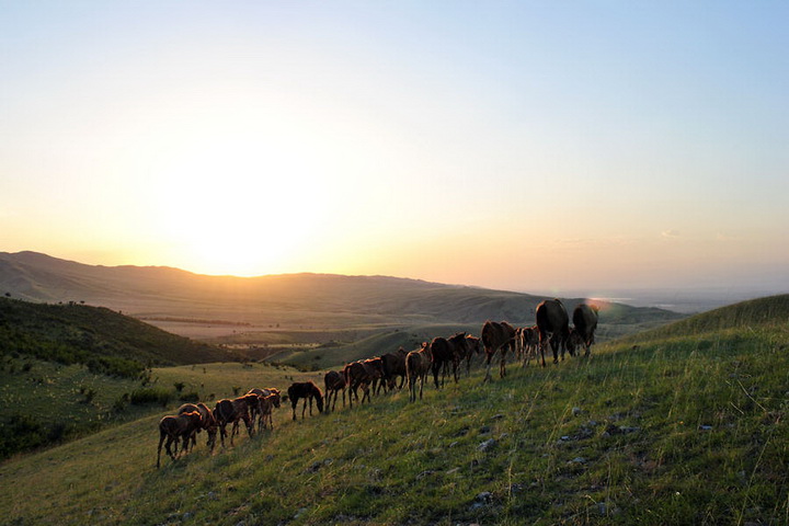 Карабахский скакун – символ Азербайджана (ФОТО)