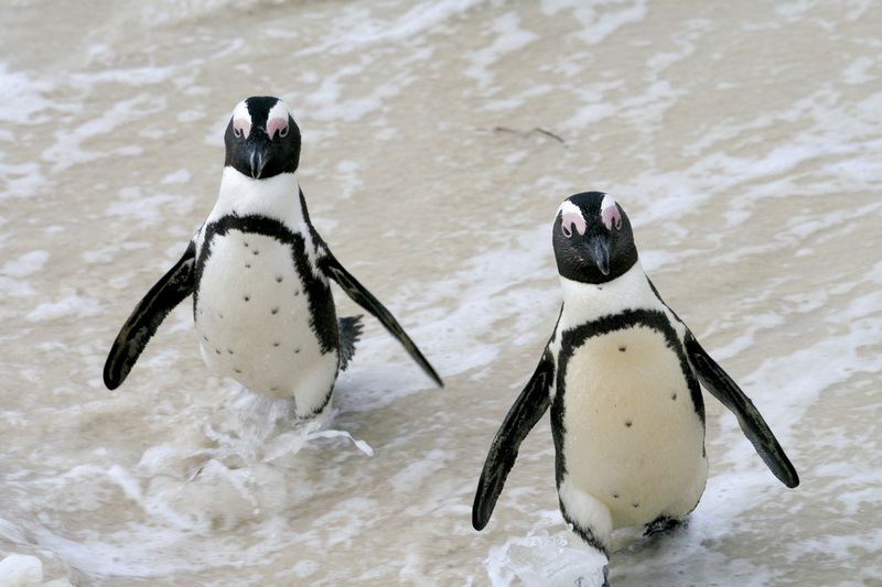 Престижный вуз набирает добровольцев для подсчета пингвинов