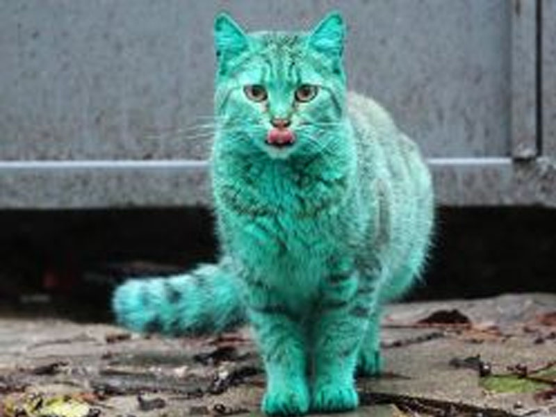 Кот позеленел от краски
