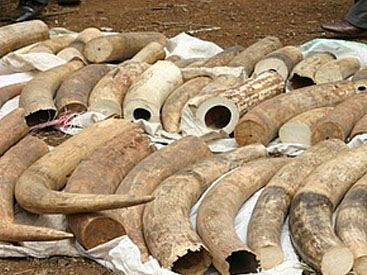 Китай запретит торговлю слоновой костью к концу 2017 года