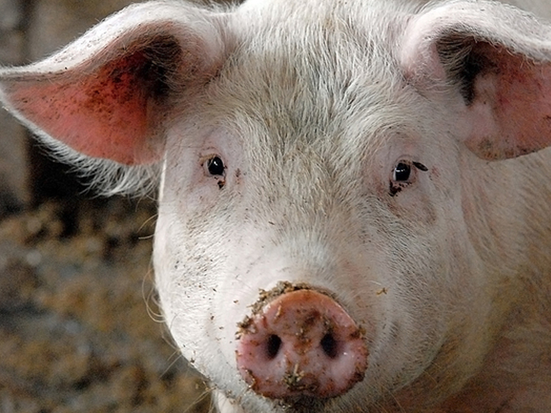 Китайцев наградят за хорошую работу живыми свиньями