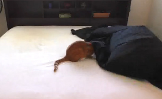 Как заправить постель, если у вас живет кот