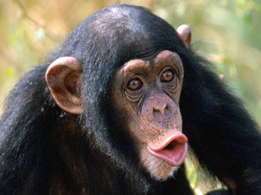 Суд Нью-Йорка не признал шимпанзе личностью