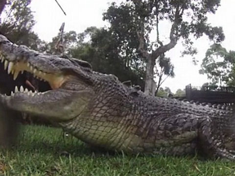 Мужчина убил 5 крокодилов, чтобы закусить ими при просмотре матча