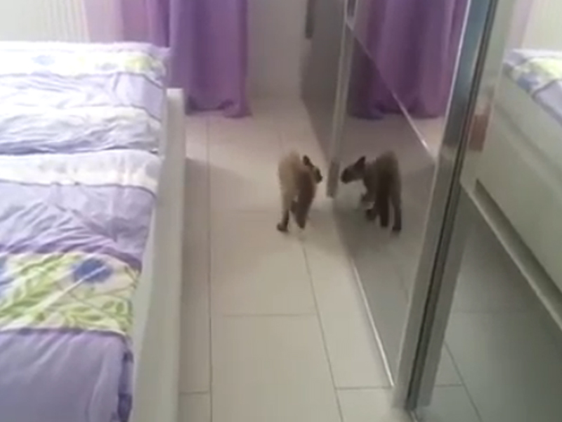Сиамская кошка воюет со своим отражением в зеркале