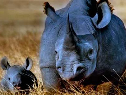 Носорог в Непале убил женщину