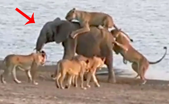 Смотреть фильм балерина 2016 в хорошем качестве hd 720
