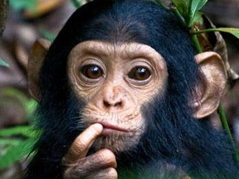Ученые выяснили - шимпанзе обладают моральными принципами