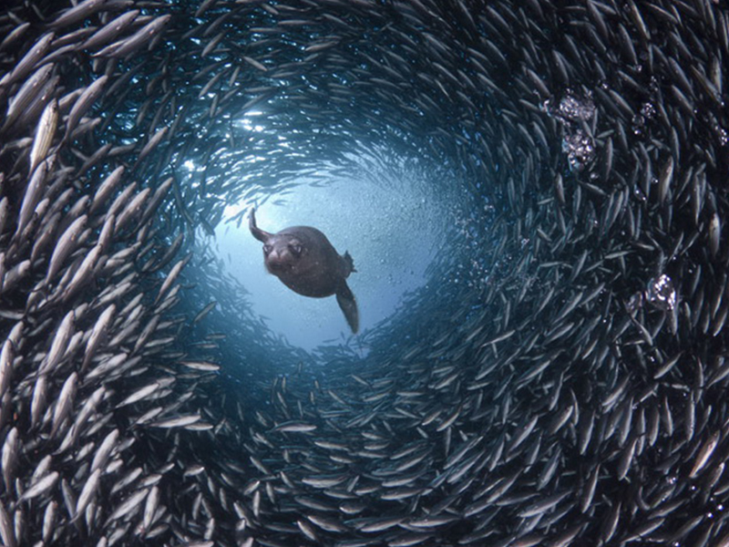 Жизнь в океане - подводные фотографии Дэвида Флитэма