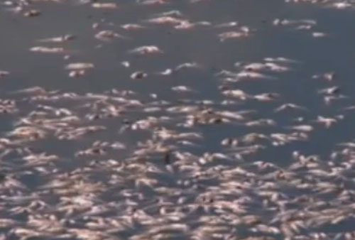 На поверхность озера всплыло 40 тонн мертвой рыбы
