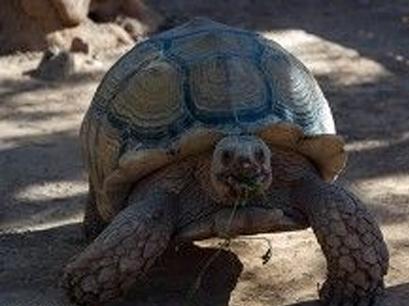 109-летняя черепаха вернулась к хозяйке спустя 11 месяцев