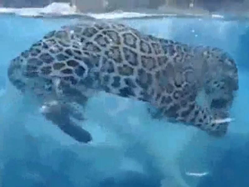 Ягуар чувствует себя в воде как рыба
