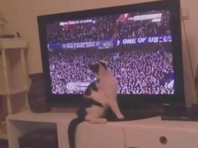 Кот следит за игрой любимых команд