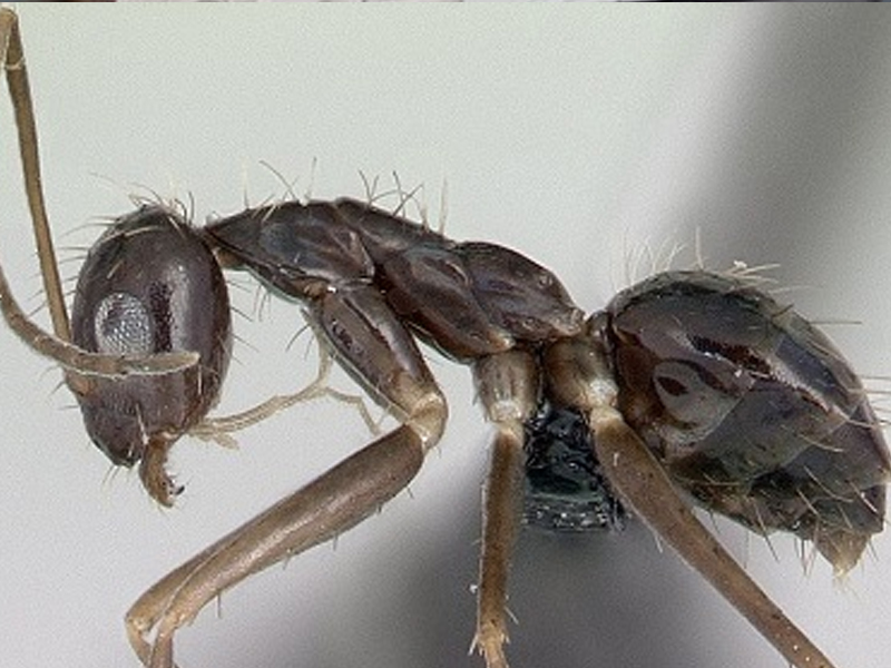 В поведении сумасшедших муравьев нашли логику