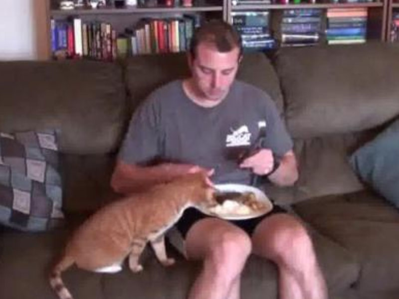 Почему так сложно поесть, если у тебя живет кошка