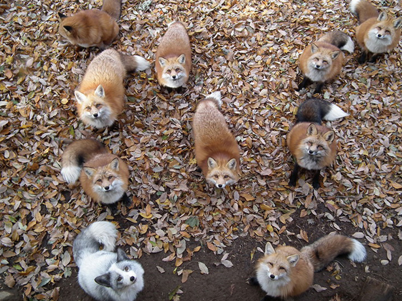 Людей они не боятся: японская деревня лис