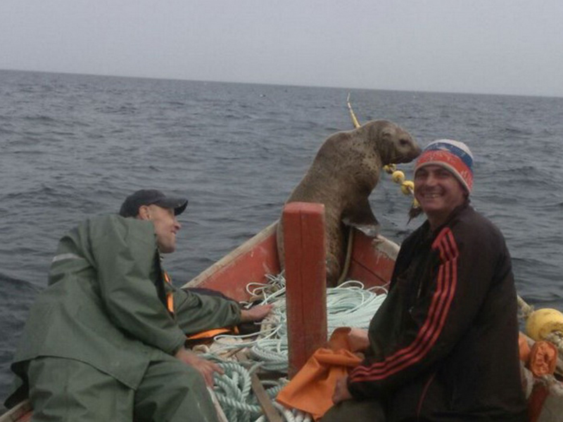 Морской котик заставил рыбаков 8 часов катать его в лодке