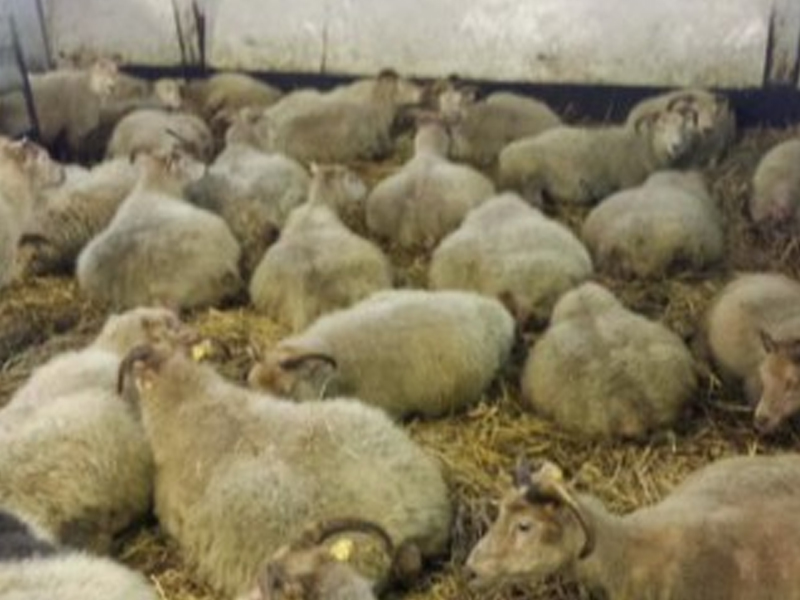 Исландия показала роды овцы в прямом эфире