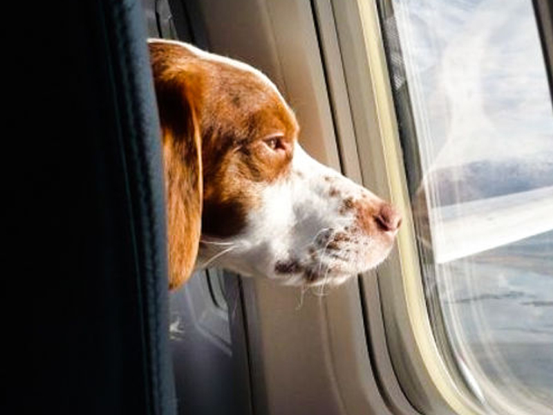 В Нью-Йорке появится первый в мире авиатерминал для животных