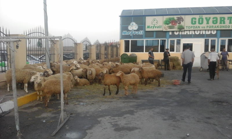 Вся правда о торговле жертвенными животными в Баку