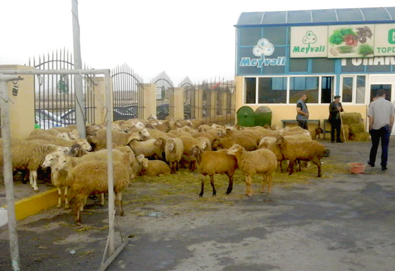 Вся правда о торговле жертвенными животными в Баку