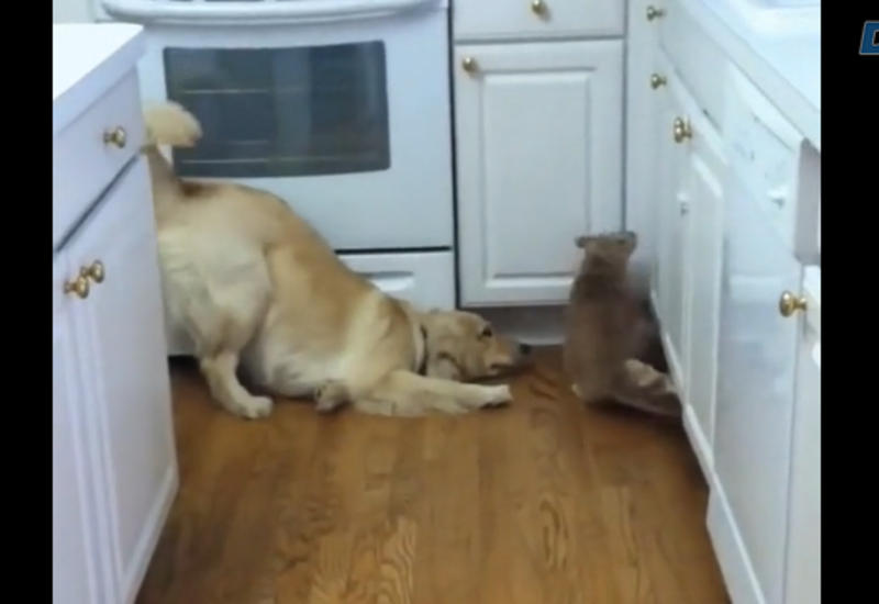 Собака пытается втянуть кота в игру
