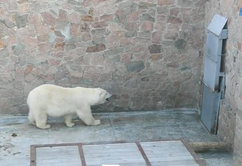 Медведь сходит с ума в зоопарке
