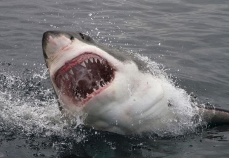 Гигантская акула поймана в Греции