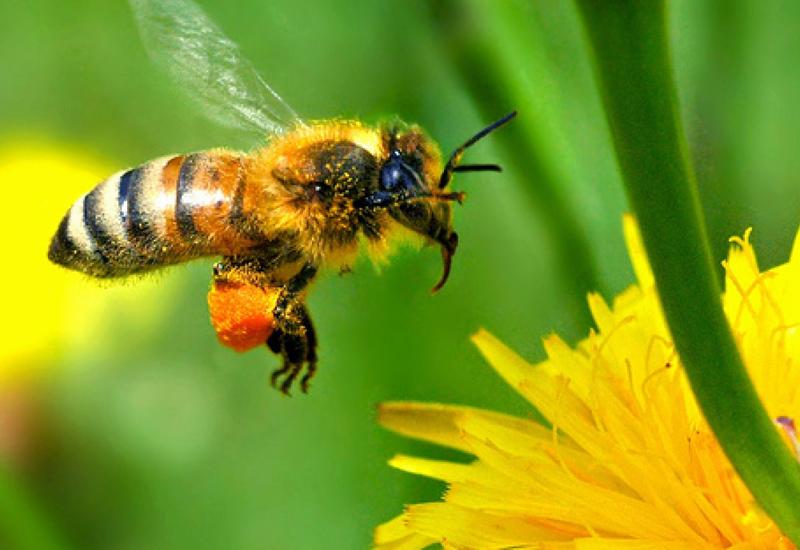 Пчелы приносят больше $150 млрд