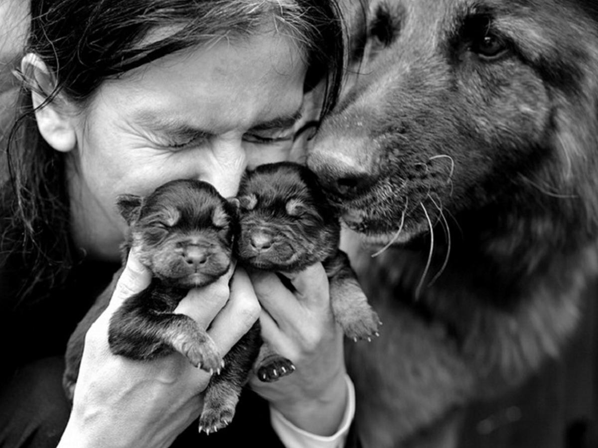 фото животных со смыслом этих комнат