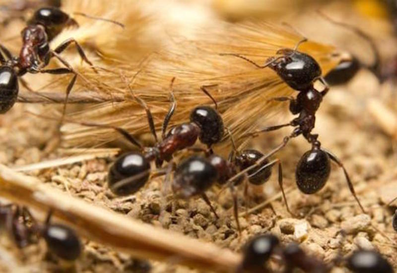 Заблудившегося в пустыне мужчину спасли муравьи