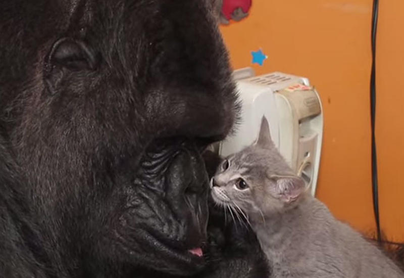 Реакция гориллы, которая получила в подарок котят