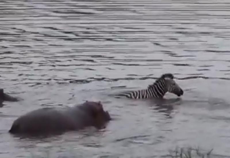 Бегемот спас зебру от крокодила