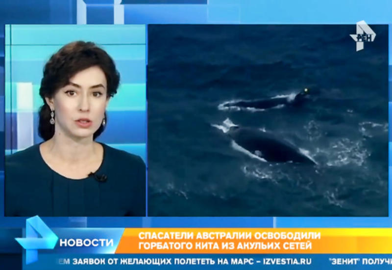 Невероятные кадры спасения детеныша кита