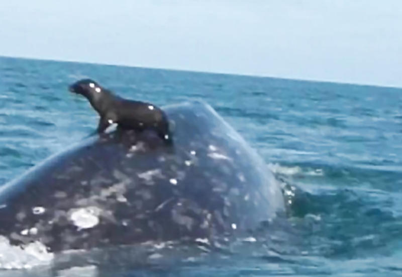 Чудеса - тюлень оседлал кита