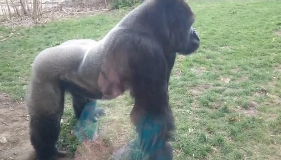 Девочка разозлила гориллу и сильно пожалела об этом