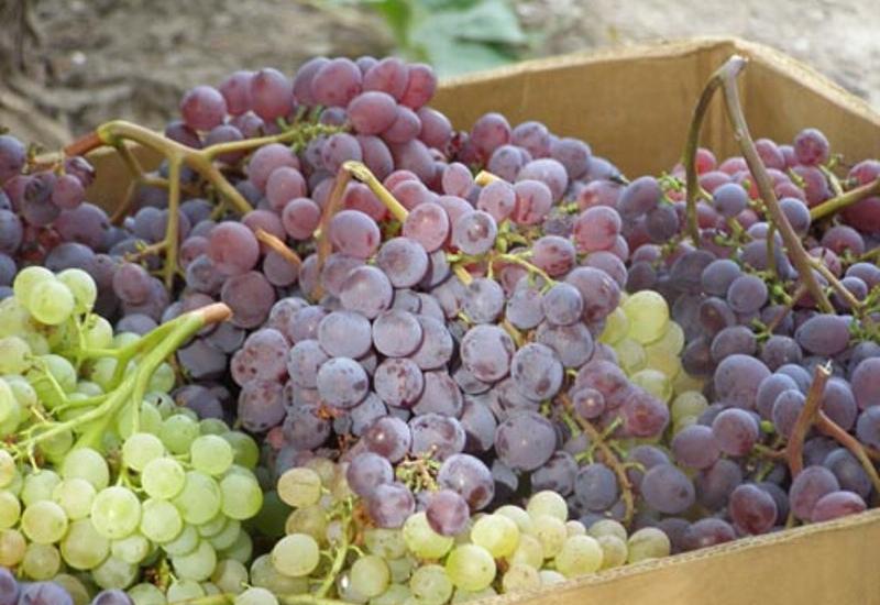Виноградные косточки и их антиканцерогенные свойства