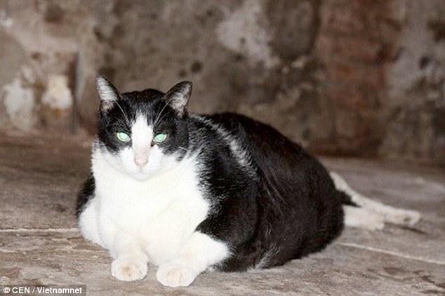 Во Вьетнаме нашли самого толстого кота в мире
