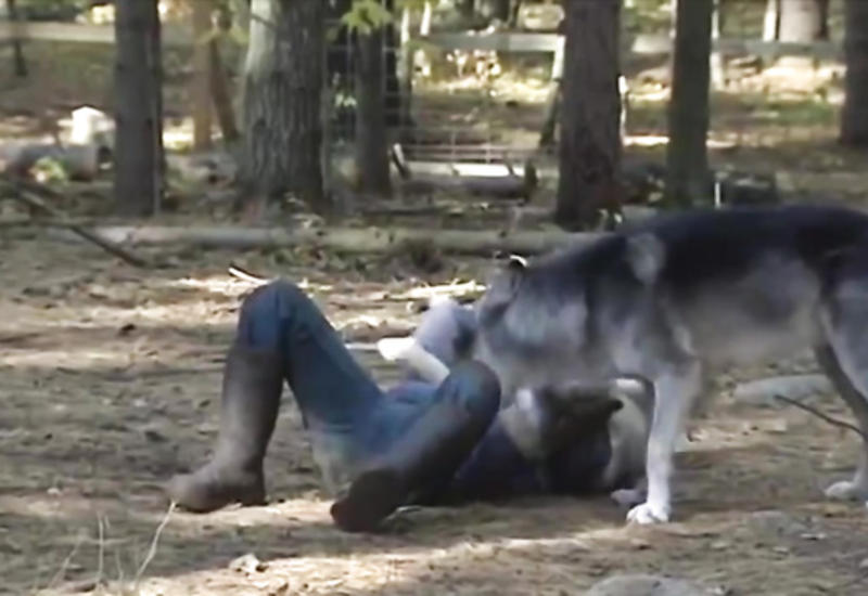 Невероятно: волки научили парня боевым приемам дзюдо