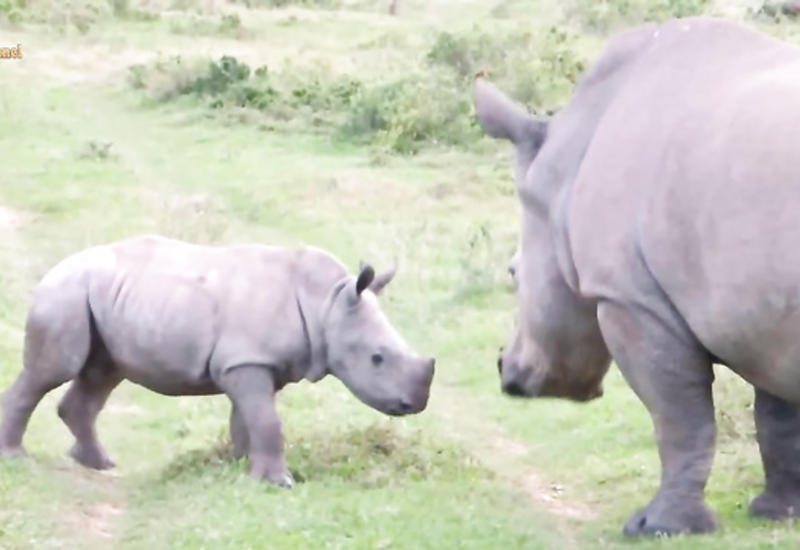 Носорог репетирует, как будет драться в будущем