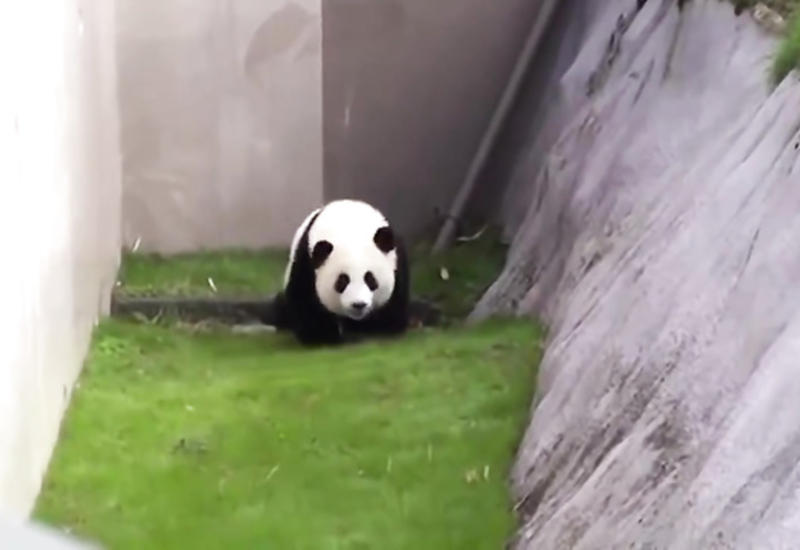 Посетителей обворожила неугомонная веселая панда