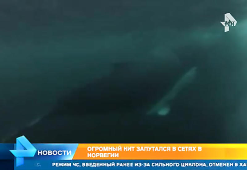 Огромный кит запутался в сетях в Норвегии