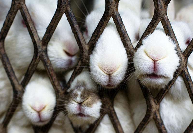 Кроликов-нелегалов могут усыпить из-за поддельных документов