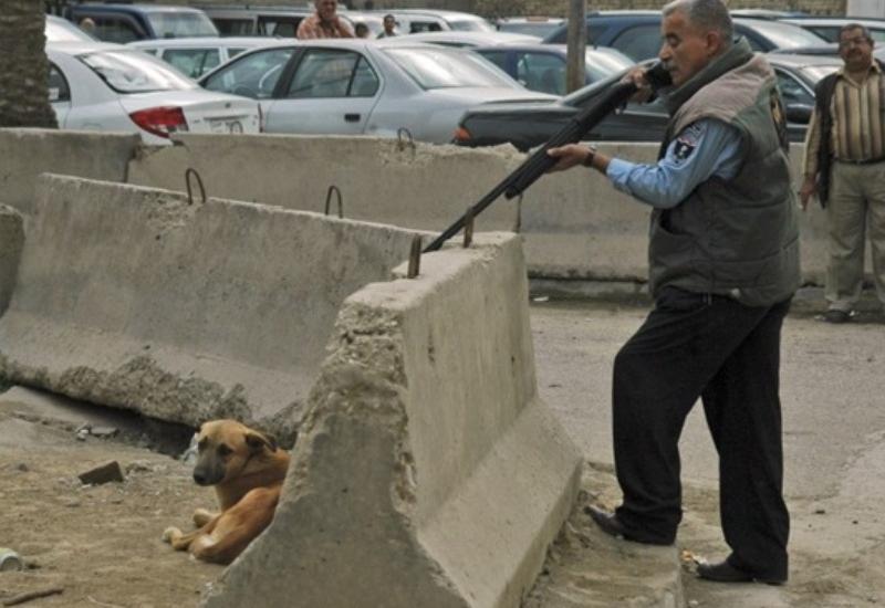 В Баку перестали убивать собак, но появилась другая проблема