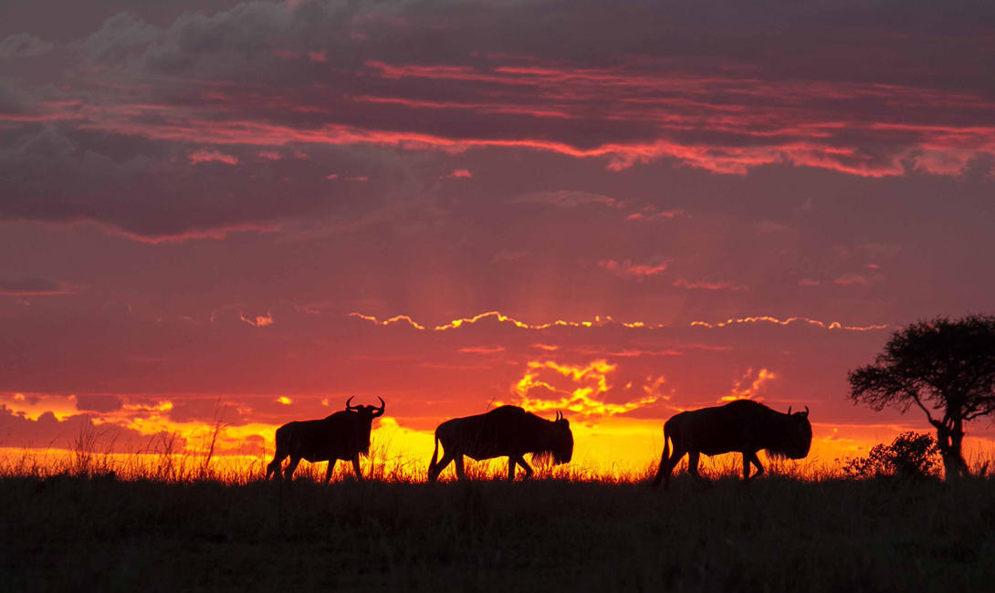 Blue Wildebeests at Sunrise, Masai Mara, Kenya без смс