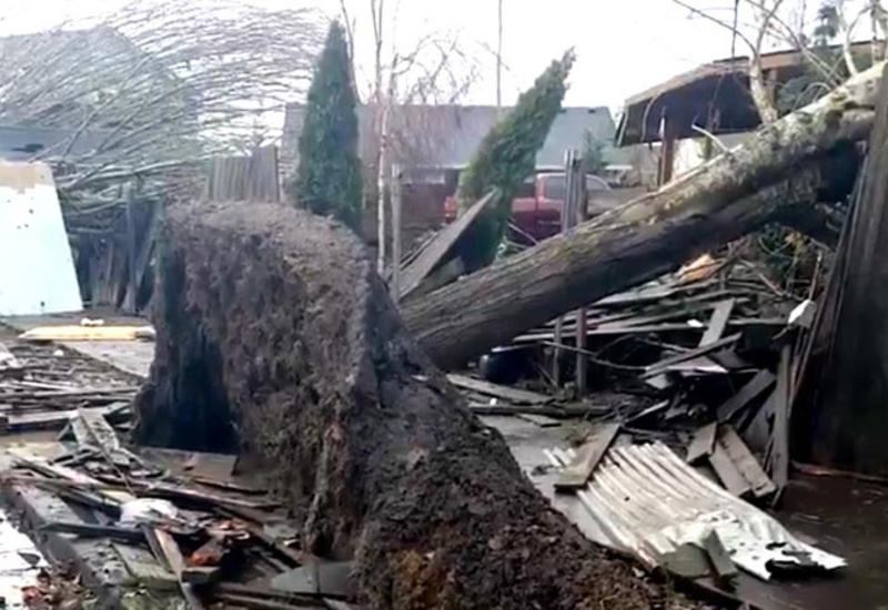 Мощный торнадо в США вырвал деревья с корнями