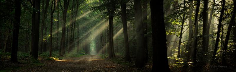 Уникальные фото лесов Нидерландов, какими их мало кто видел