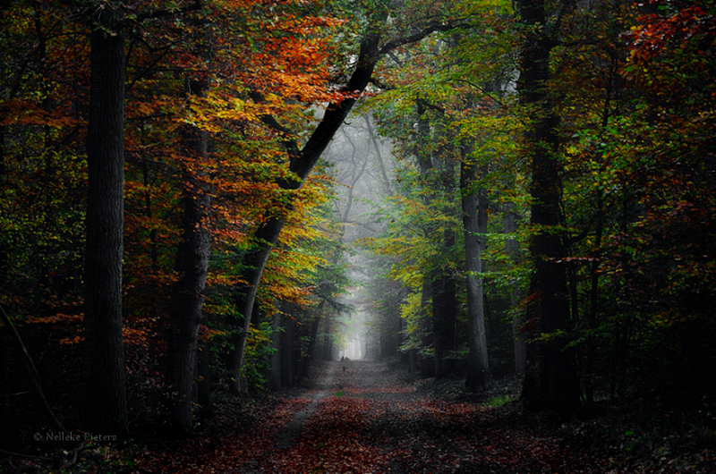 Уникальные фото лесов Нидерландов, какими их мало кто видел