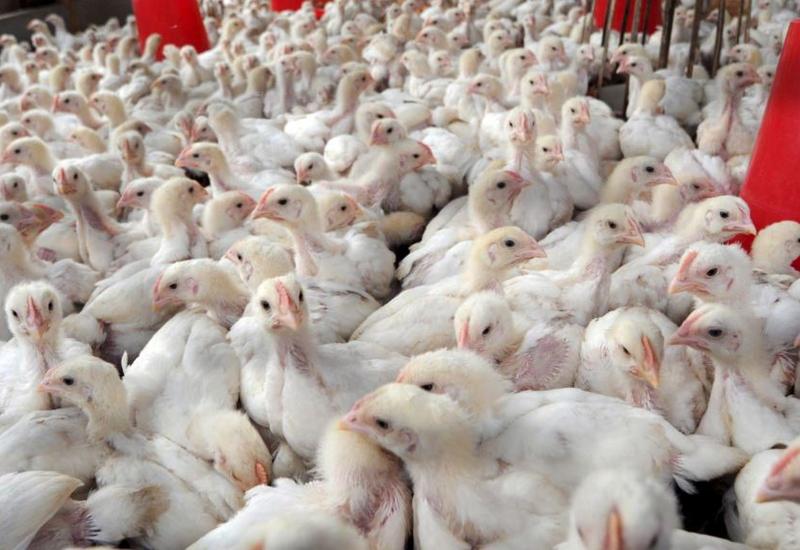 Названы основные меры профилактики птичьего гриппа H5N8