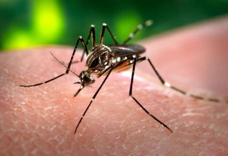 Zika virusu Yaponiyaya da çatdı